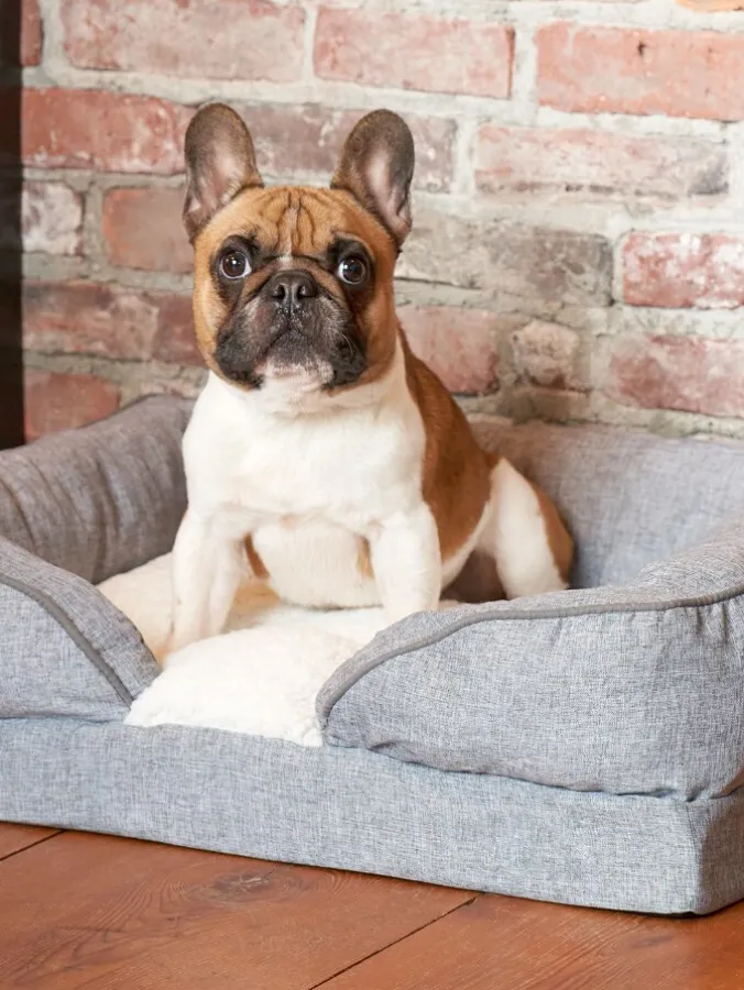 Pillow Top Orthopedic Pet Lounger