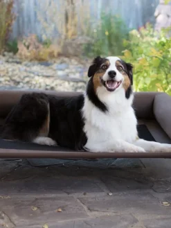Posh Pet Cot With Bolster