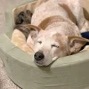 Soothing Sleeper Heated Walled Pet Bed