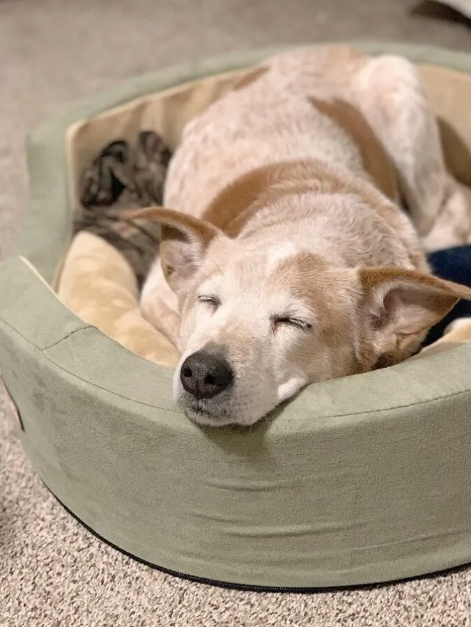 Soothing Sleeper Heated Walled Pet Bed